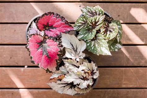 Begonia Flower Care at Tammy Jackson blog