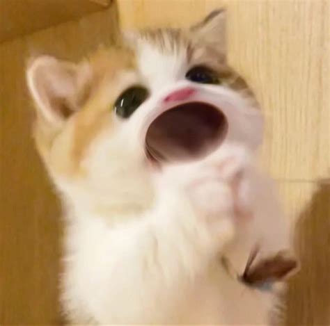 Funny Cute Cats, Silly Cats, Cute Cats And Dogs, Cats And Kittens ...