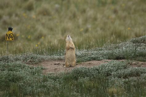 Vocalizations — The Prairie Dog Project