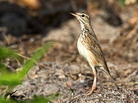 Malindi Pipit - eBird