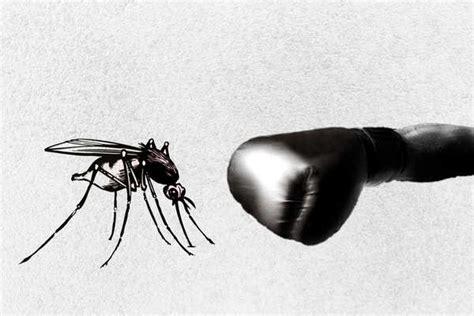 How to prevent dengue from spreading - Times of India