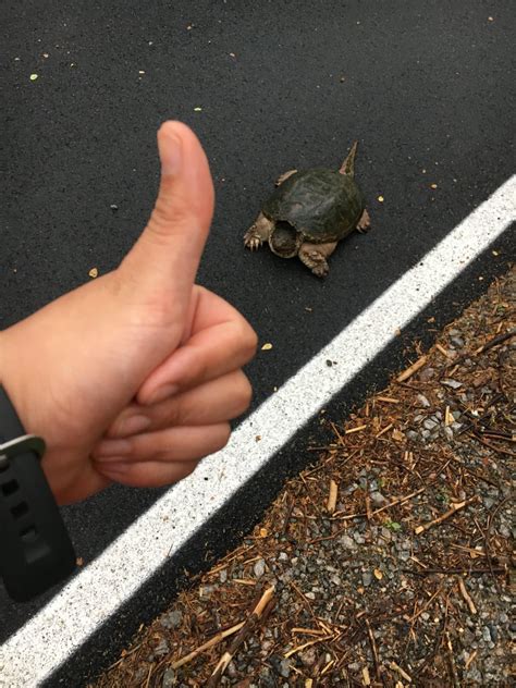 Image result for Biggest Box Turtle