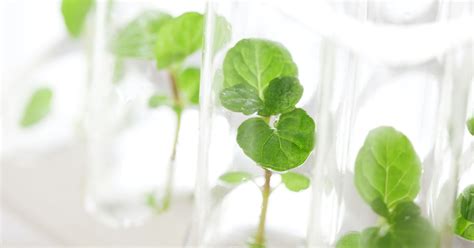 Fertilizer Testing | SGS India