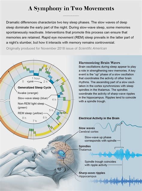 Image result for DeepSleep Brain