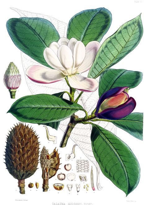 botanical illustration magnolia