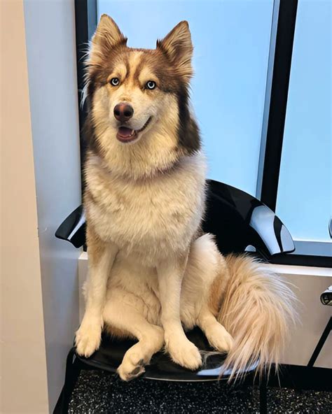 Art City Vets & Urgent Care | Today on Nyla's agenda: Sit pretty for Dr ...