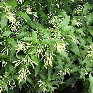 Raat Ki Rani, Raat Rani, Night Blooming Jasmine Plant : Amazon.in ...