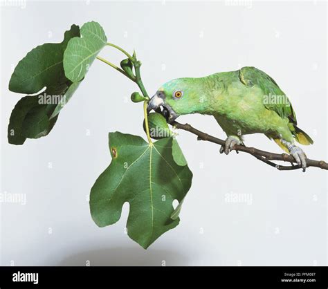 Yellow-naped Amazon parrot (Amazona auropalliata) picking fruit from a branch Stock Photo - Alamy