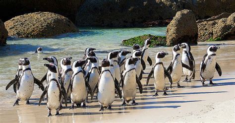 Image result for Count and Say Python Code Coding Ninja Solution
