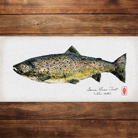 German Brown Trout – Pacific Gyotaku