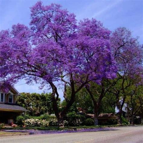 Buy Empress Tree, Paulownia Tomentosa Foxglove Tree, Beautiful Trees ...