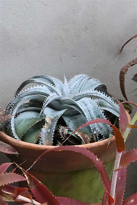 Dyckias | Bromeliads | Succulents and Cacti | The Gardener : The Gardener