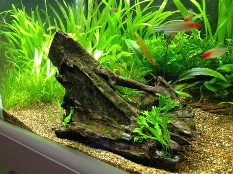 Java Moss Dry Start 的图像结果