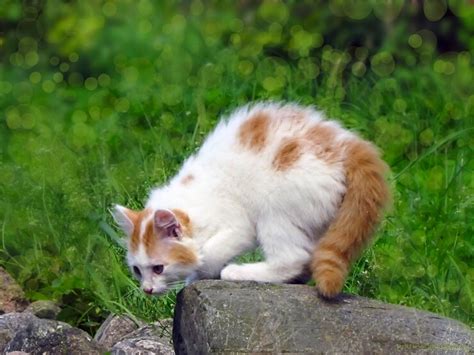 Scared scared kitten outside | Premium Photo
