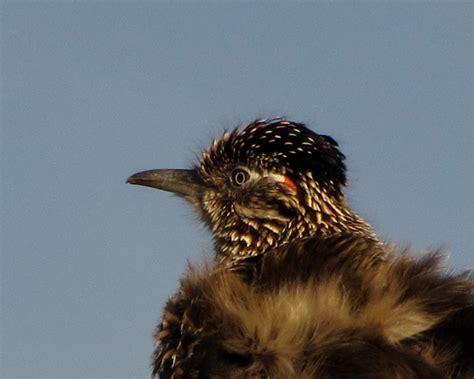 Road Runner Run 的图像结果