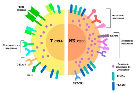 Horses for Courses in the Era of CARs: Advancing CAR T and CAR NK Cell ...