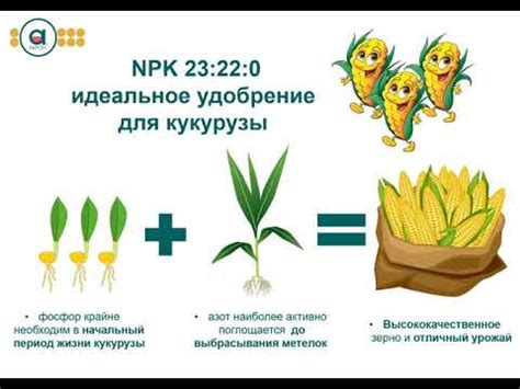 Подкормка кукурузы