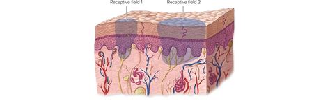 Buy Neurologic Rehabilitation: Neuroscience and Neuroplasticity in ...