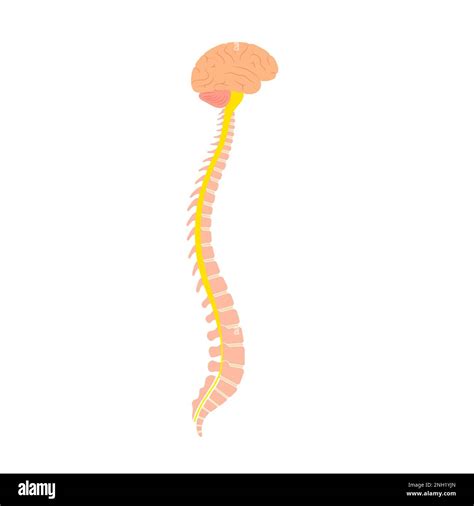 Spinal cord anatomy, illustration Stock Photo - Alamy