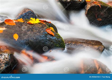 Rocks and Maple Leaves in Stream in Fall Color Stock Photo - Image of ...