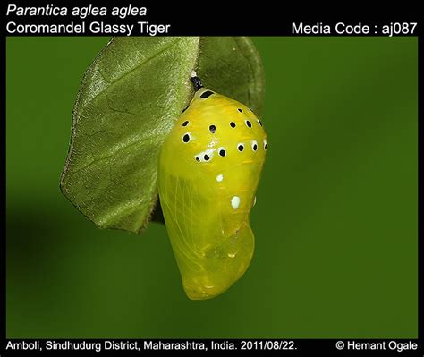 Parantica aglea | Butterfly