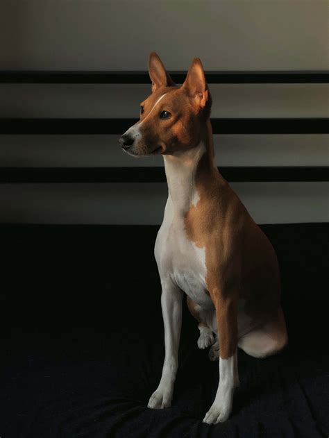 Basenji Dog Breed Information