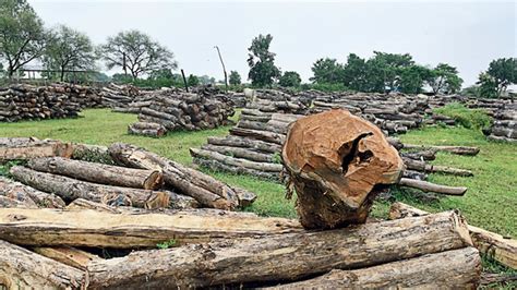 Teak Smuggling in Madhya Pradesh | Rumble in the jungle
