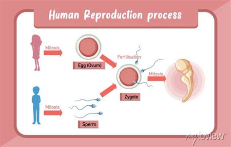 Image result for How Is Reproduction Done in Humans