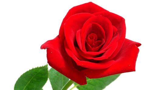 🔥 Free Download Red Rose On White Background Wide Hd Wallpaper Rocks by ...
