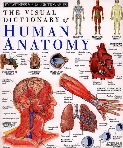 The Visual Dictionary of Human Anatomy (Eyewitness Visual Dictionaries ...