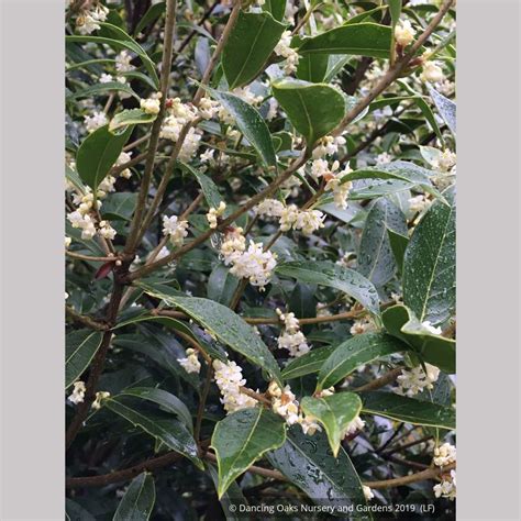 Osmanthus armatus, Holly Olive – Dancing Oaks Nursery and Gardens