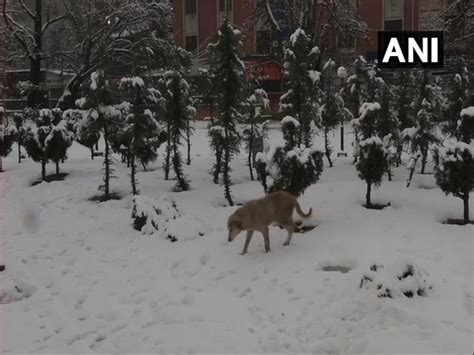 Residents, tourists rejoice season's 1st snowfall in plains of Kashmir ...