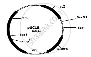 Study the schematic representation of the genes involved in the lac ...