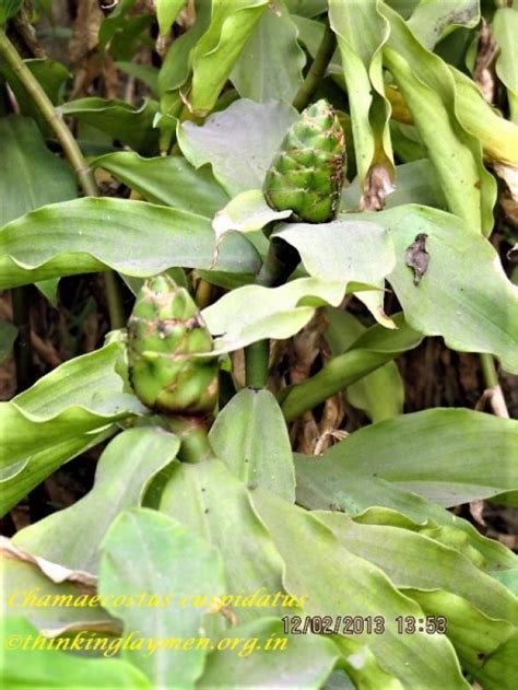 Medicinal Plant Details