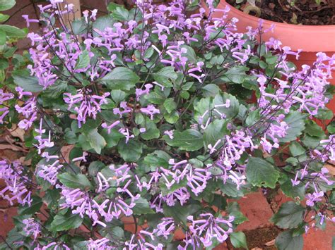 My Dry Tropics Garden: Plectranthus 'Mona Lavender'