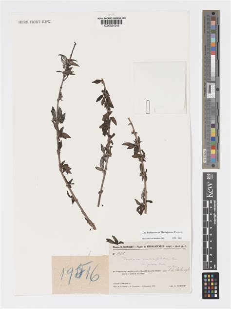 Triainolepis xerophila (Bremek.) Kårehed & B.Bremer | Plants of the ...