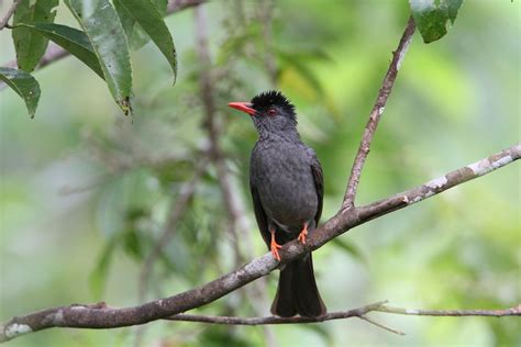 Square-tailed Bulbul (Black Bulbul) [Sri Lanka] - eBird