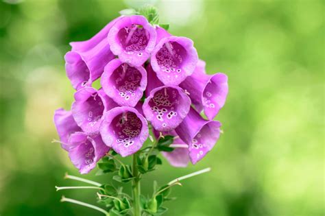 Bell-Shaped Flowers: Flowers - Garden - Blessmyweeds.com