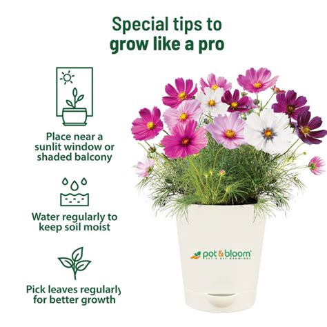 Buy Treasures Cosmos Grow Kit Online at Best Price | Pot and Bloom
