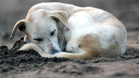 Petition · Plight of stray animals - India · Change.org
