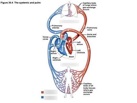 blood circulation Diagram | Quizlet