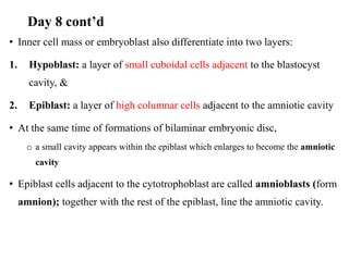 Image result for Second Week of Embryonic Development