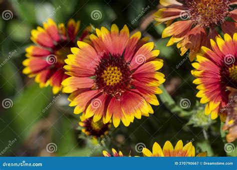 Gaillardia Aristata Red Yellow Flower in Bloom, Common Blanketflower ...