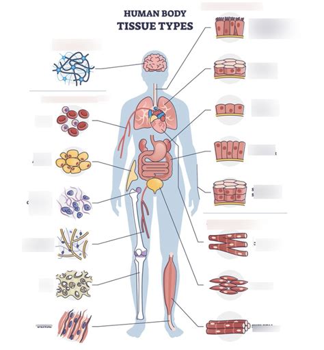 Image result for Identifying Tissue Types