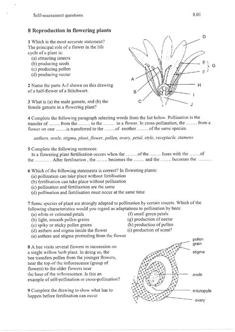 Explore Plant Reproduction Worksheet