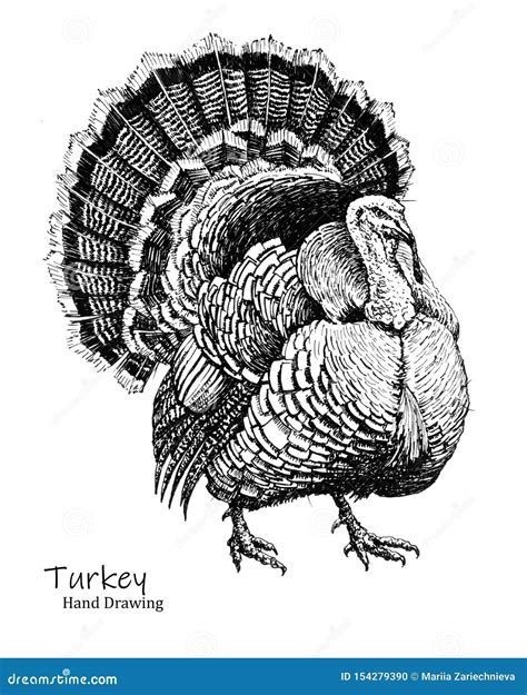 Big Turkey Bird Black Pen Hand Drawing Stock Illustration ...