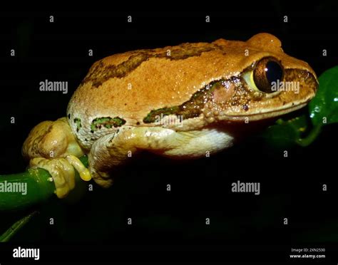 Image result for Yellow Tree Frog