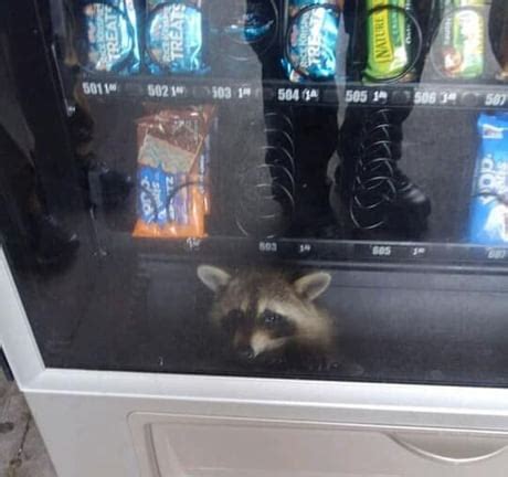 Image result for Otter Using Vending Machine
