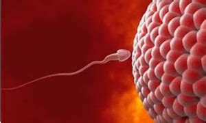 Image result for Human Internal Fertilization