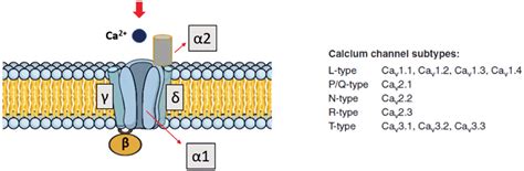 Image result for Calcium Channel Complex